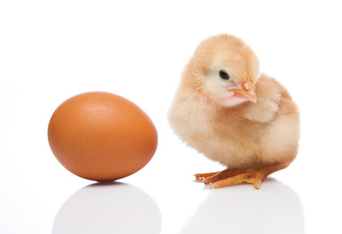 Chicken or the Egg