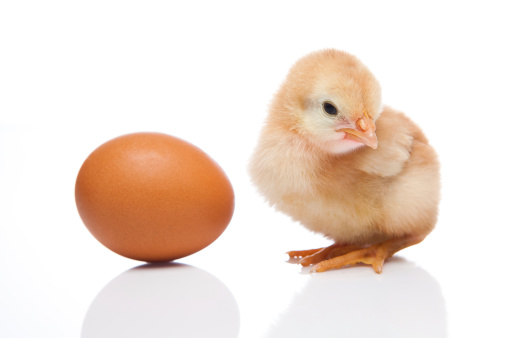 Chicken or the Egg