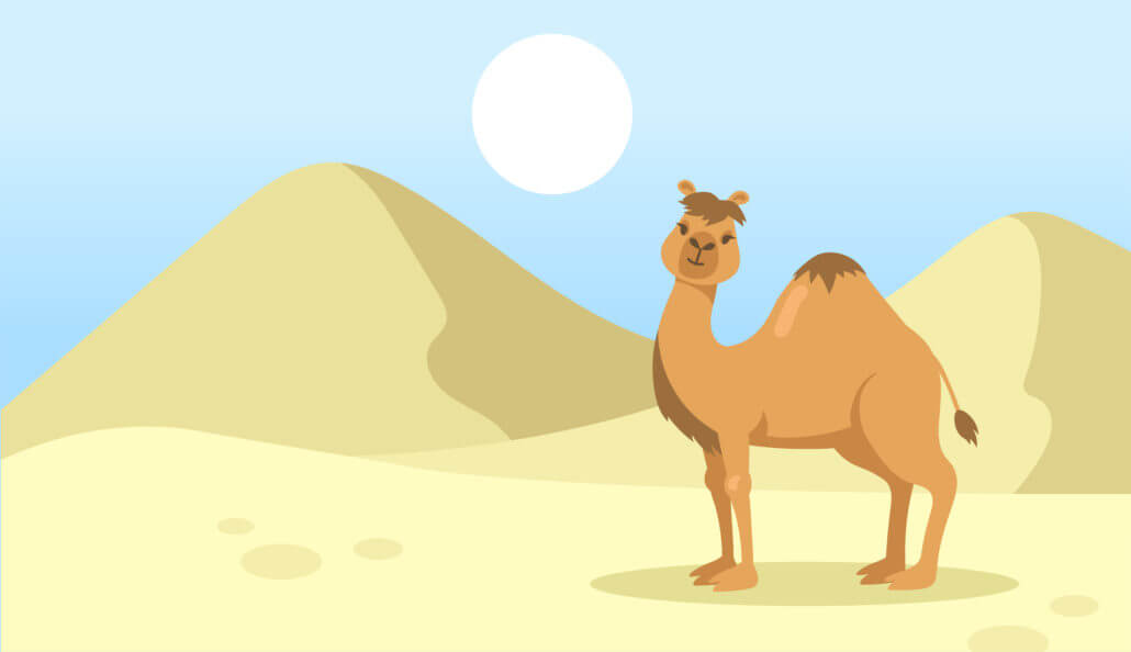 Cute one hump camel walking in desert