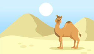 Cute one hump camel walking in desert
